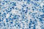 ШТАПЕЛЬ ТВИЛ БЕЛЬМОНДО ПРИНТ  Синий Узоры ,1073490 фото #5