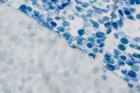 ШТАПЕЛЬ ТВИЛ БЕЛЬМОНДО ПРИНТ Синий Узоры ,1073490 фото #4