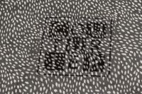 СІТКА ПРИНТ Чорний Тваринний світ,1100721 фото #5